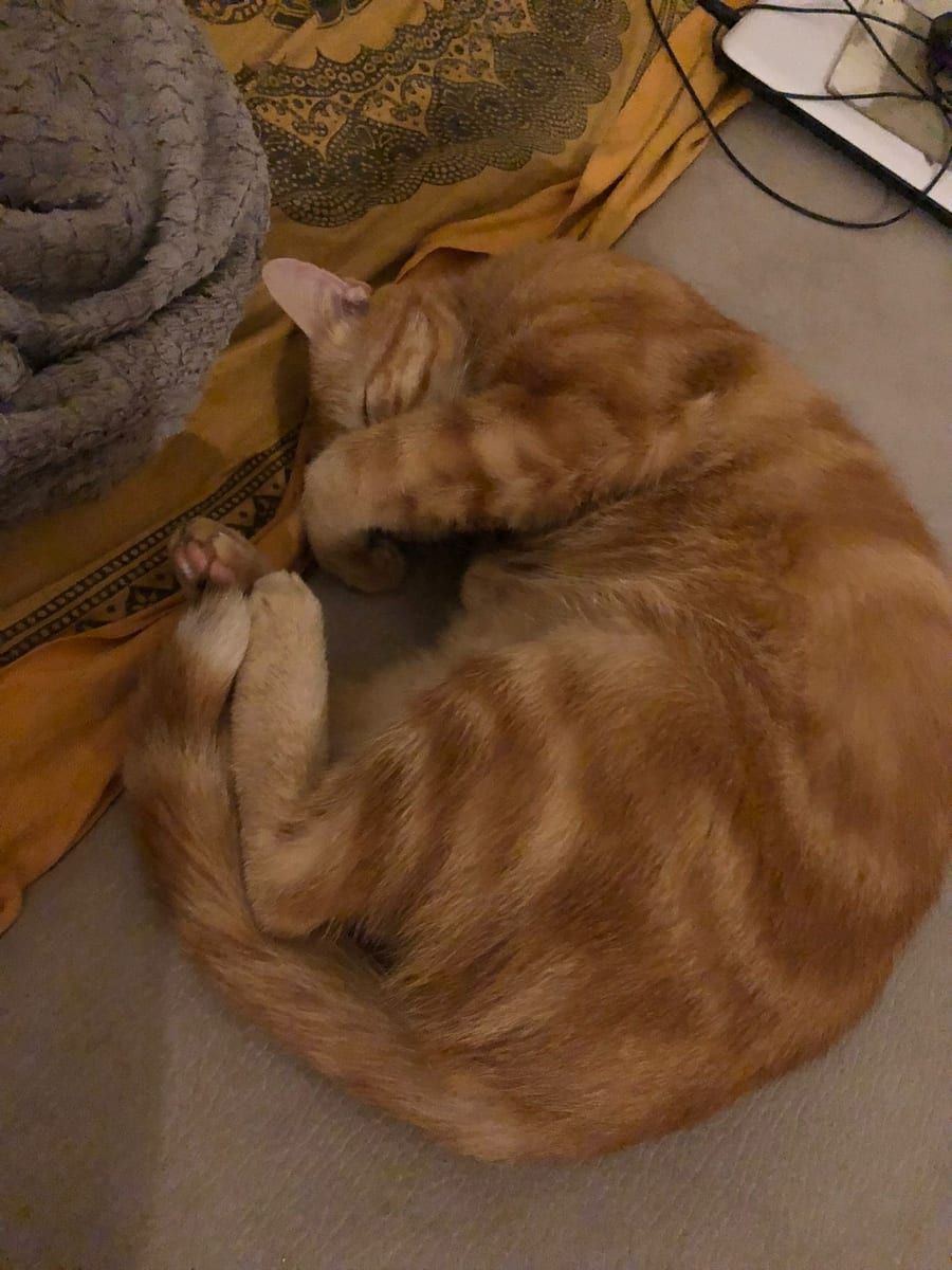 Profil von Eloim